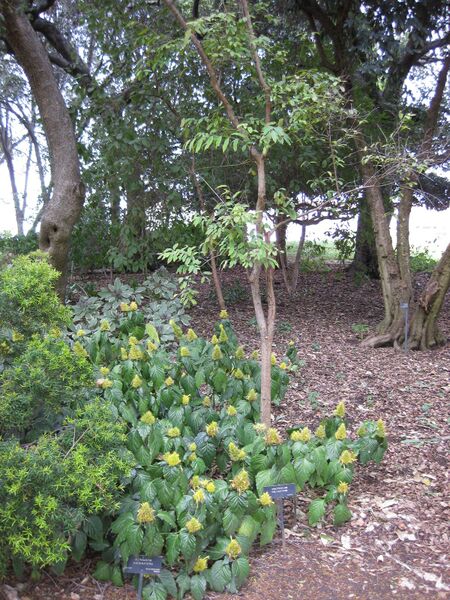 File:IMG 5009 hunt0904.jpg