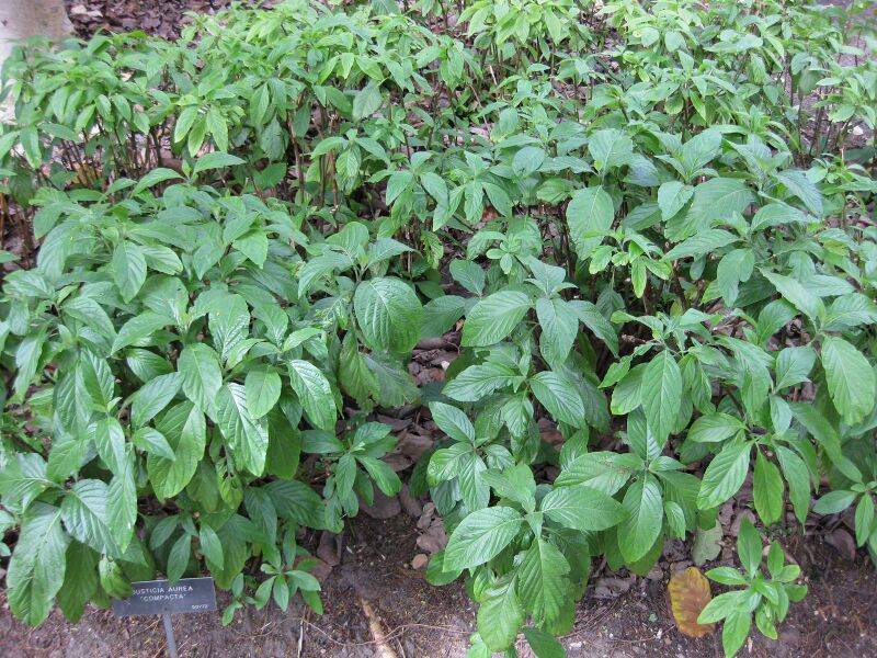 File:IMG 5012 hunt0904.jpg