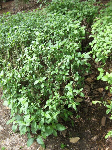 File:IMG 5014 hunt0904.jpg