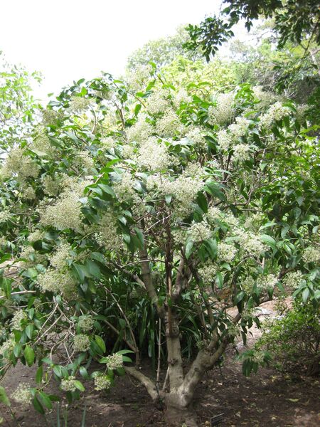 File:IMG 5016 hunt0904.jpg