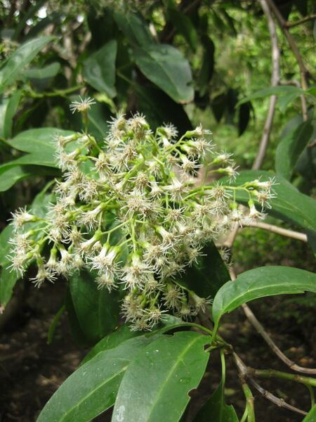 File:IMG 5017 hunt0904.jpg