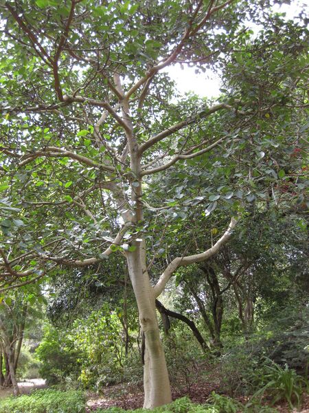 File:IMG 5019 hunt0904.jpg