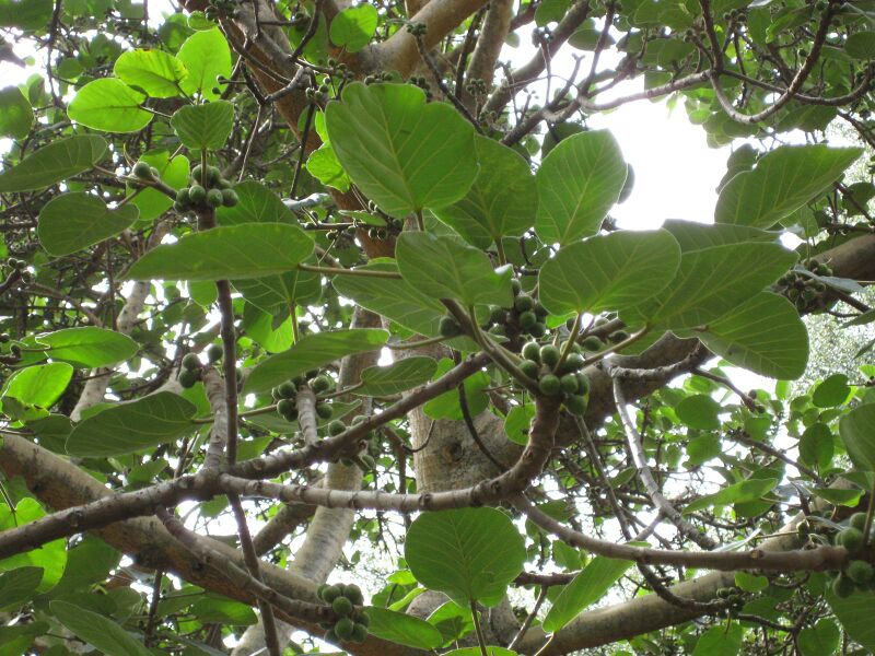 File:IMG 5020 hunt0904.jpg