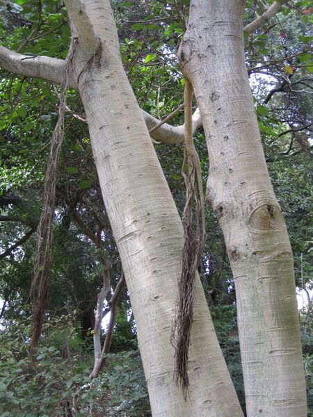 File:IMG 5021 hunt0904.jpg