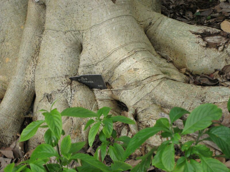 File:IMG 5022 hunt0904.jpg