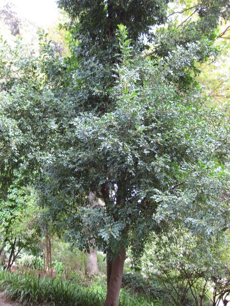 File:IMG 5023 hunt0904.jpg