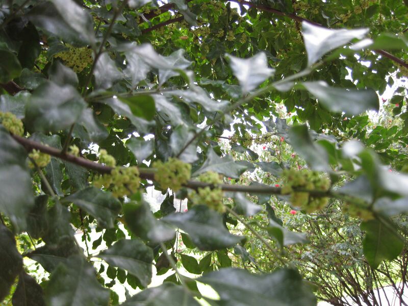 File:IMG 5024 hunt0904.jpg