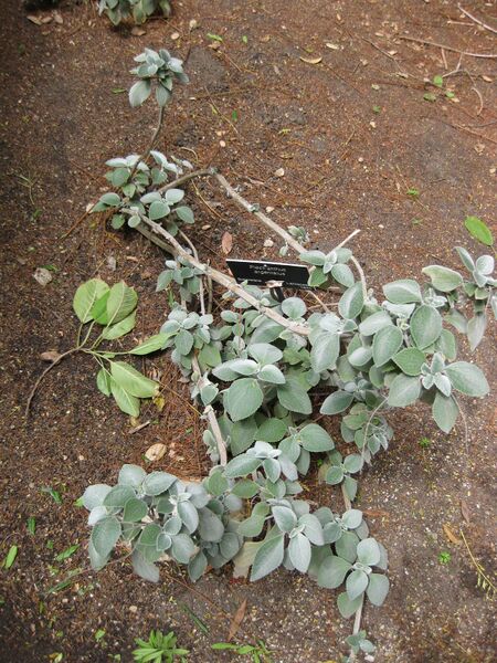 File:IMG 5026 hunt0904.jpg