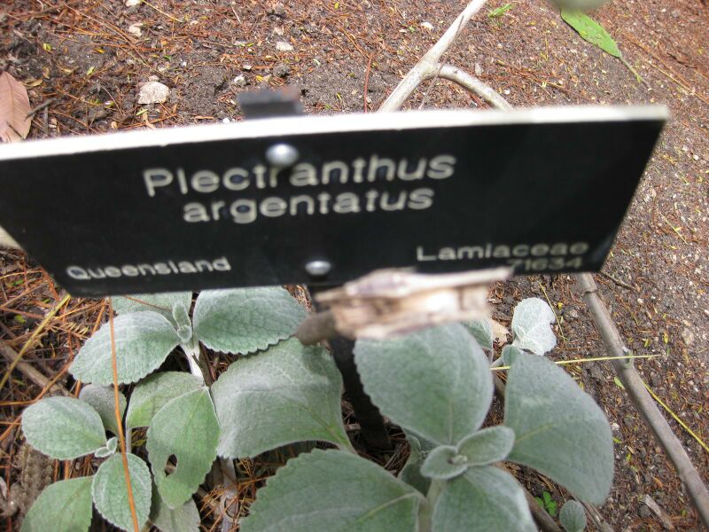 File:IMG 5027 hunt0904.jpg