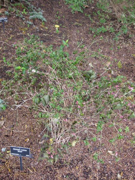 File:IMG 5028 hunt0904.jpg