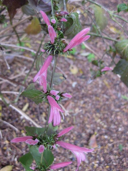 File:IMG 5029 hunt0904.jpg