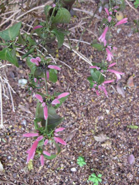 File:IMG 5030 hunt0904.jpg