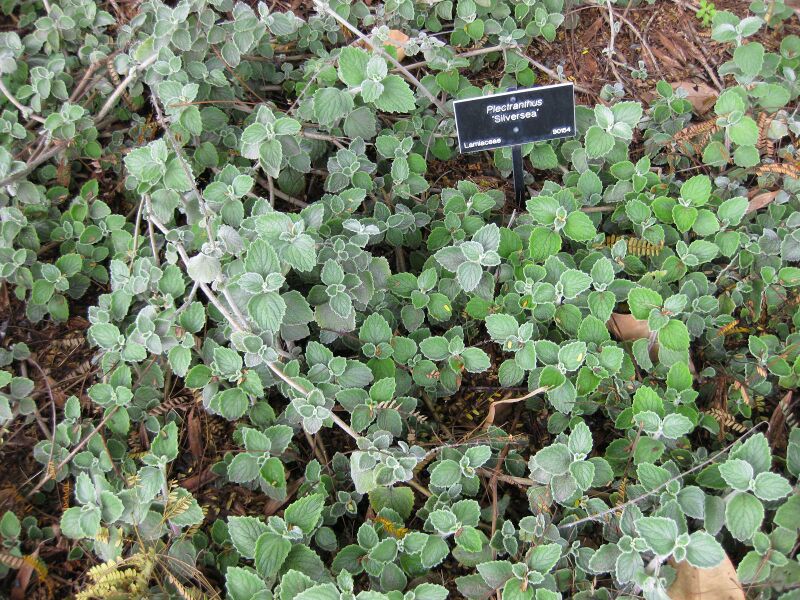 File:IMG 5031 hunt0904.jpg