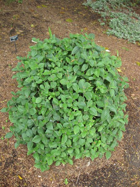 File:IMG 5032 hunt0904.jpg