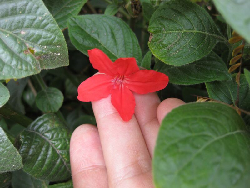 File:IMG 5033 hunt0904.jpg