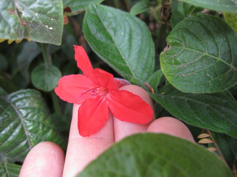 File:IMG 5034 hunt0904.jpg