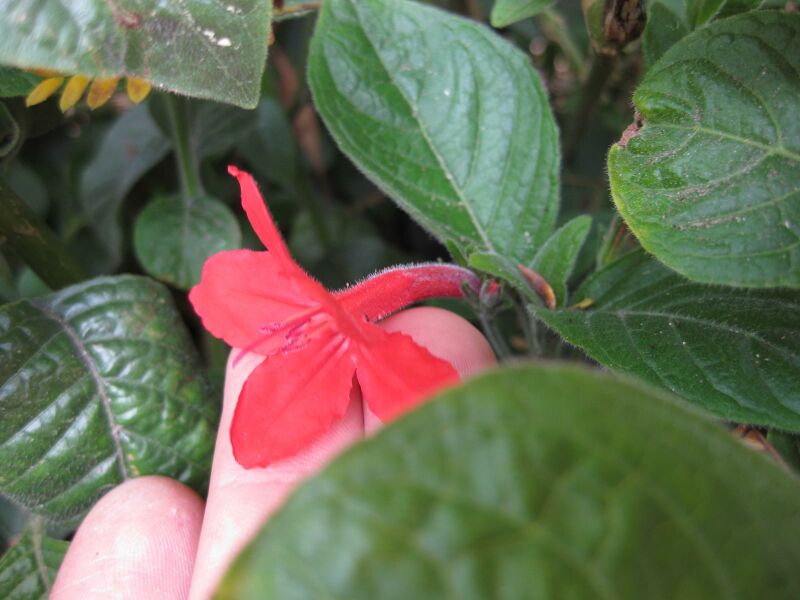 File:IMG 5035 hunt0904.jpg