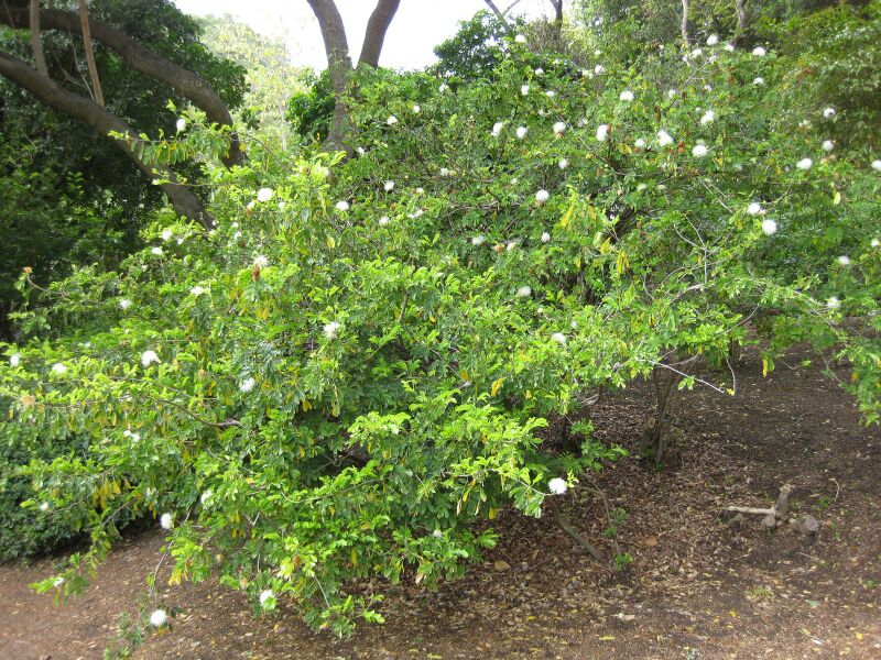 File:IMG 5036 hunt0904.jpg