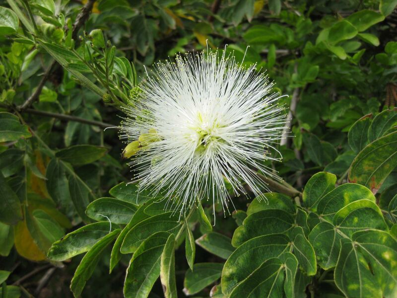 File:IMG 5037 hunt0904.jpg