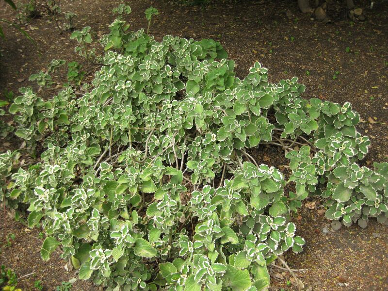 File:IMG 5038 hunt0904.jpg