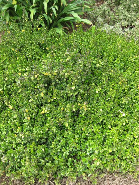 File:IMG 5039 hunt0904.jpg