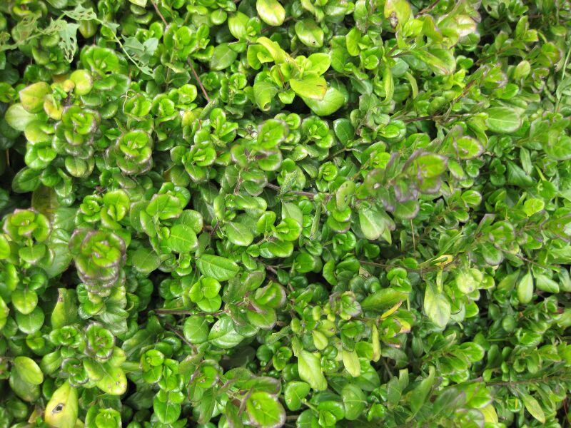 File:IMG 5040 hunt0904.jpg