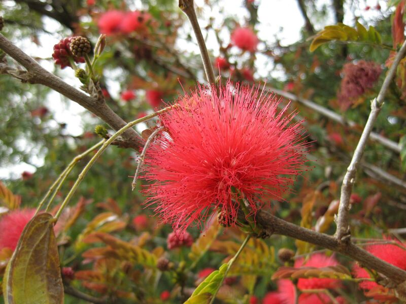 File:IMG 5042 hunt0904.jpg