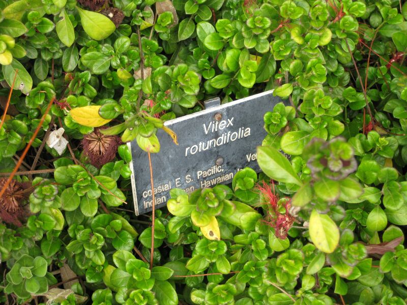 File:IMG 5044 hunt0904.jpg