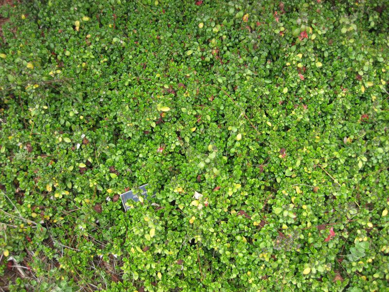 File:IMG 5045 hunt0904.jpg