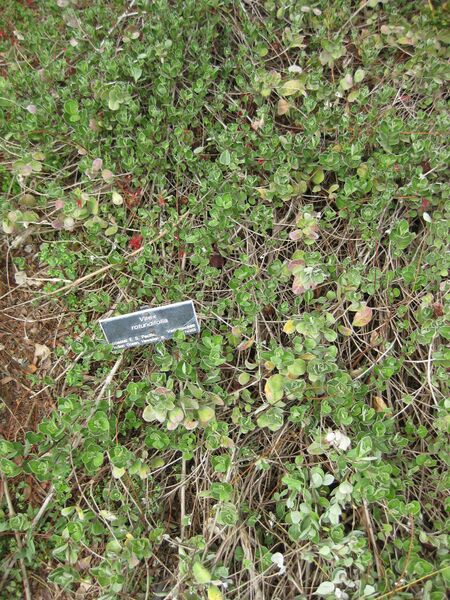 File:IMG 5046 hunt0904.jpg