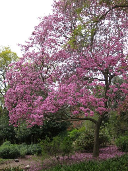 File:IMG 5047 hunt0904.jpg