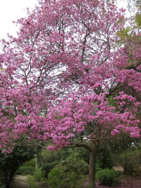 File:IMG 5048 hunt0904.jpg