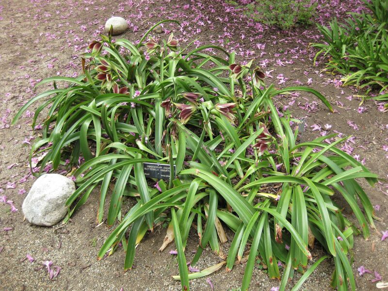 File:IMG 5049 hunt0904.jpg