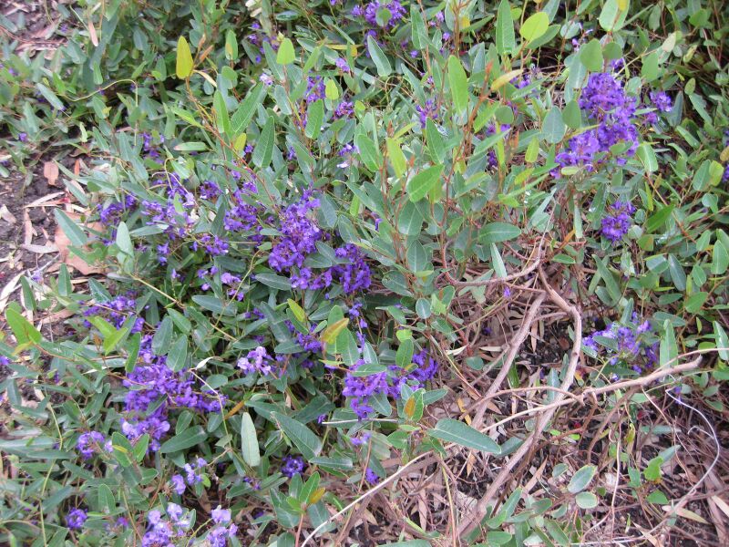 File:IMG 5052 hunt0904.jpg