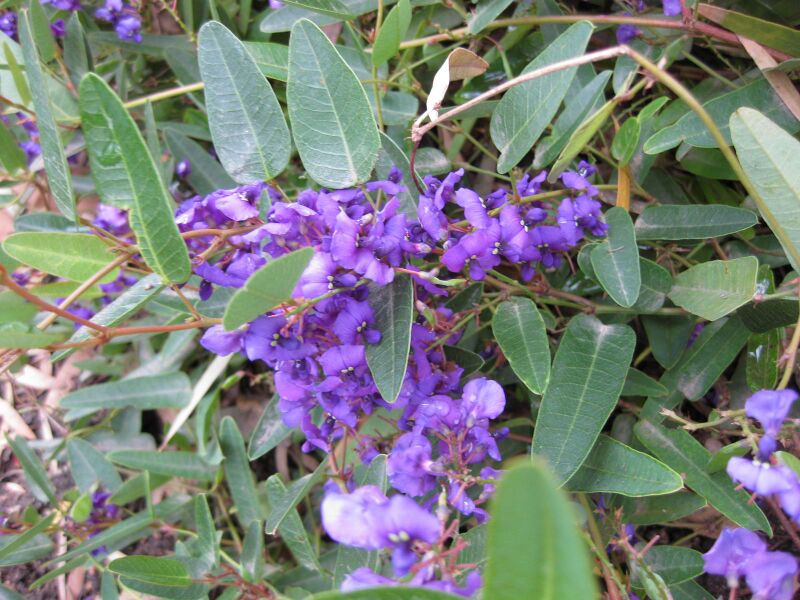 File:IMG 5053 hunt0904.jpg