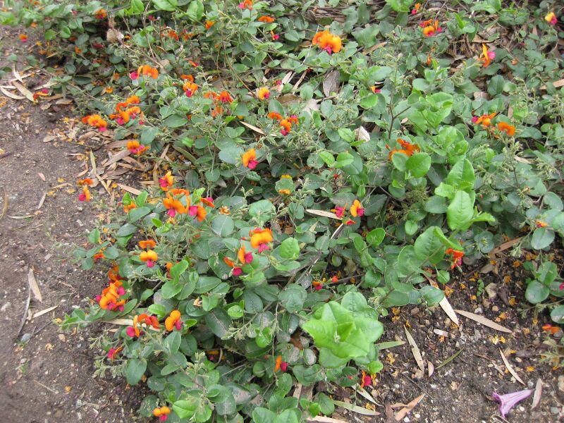 File:IMG 5055 hunt0904.jpg