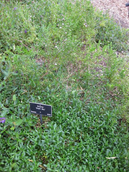 File:IMG 5057 hunt0904.jpg