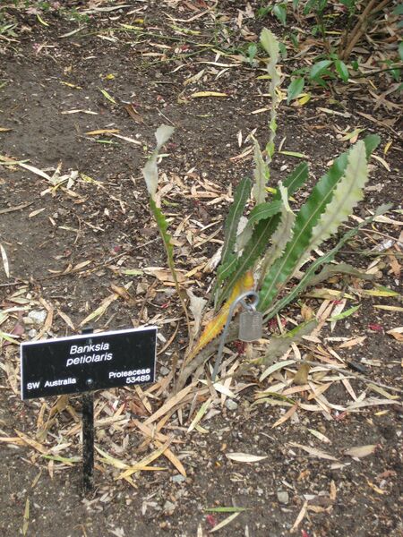 File:IMG 5058 hunt0904.jpg