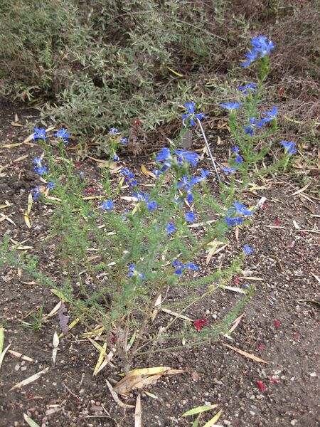 File:IMG 5060 hunt0904.jpg