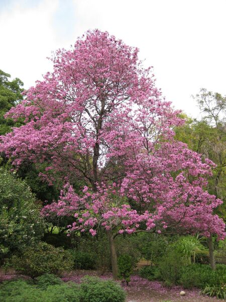 File:IMG 5063 hunt0904.jpg