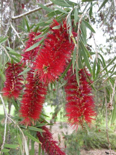 File:IMG 5065 hunt0904.jpg