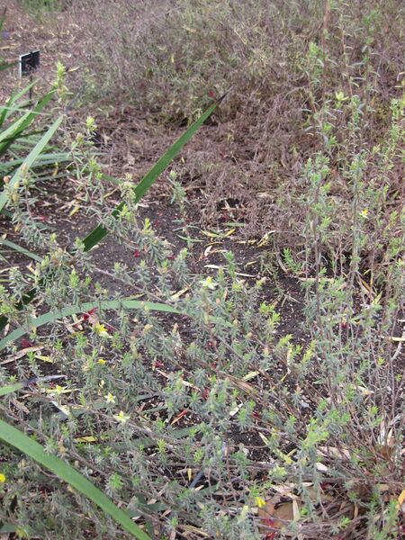 File:IMG 5067 hunt0904.jpg