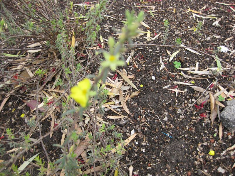 File:IMG 5068 hunt0904.jpg