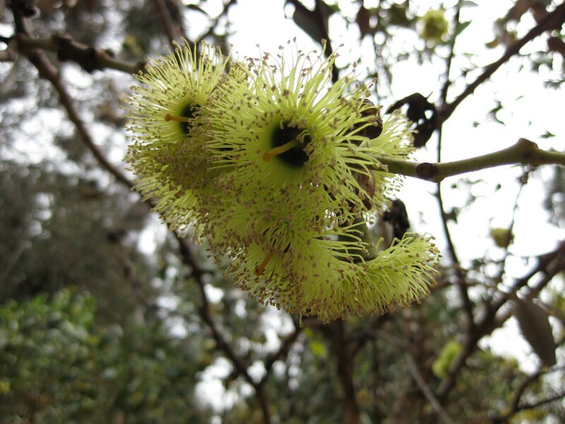 File:IMG 5071 hunt0904.jpg