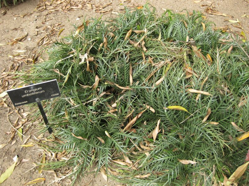 File:IMG 5074 hunt0904.jpg