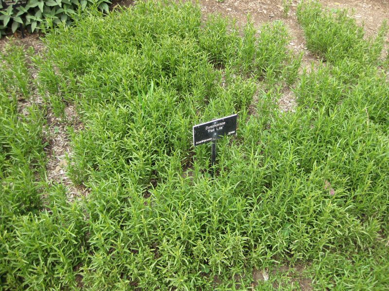 File:IMG 5075 hunt0904.jpg