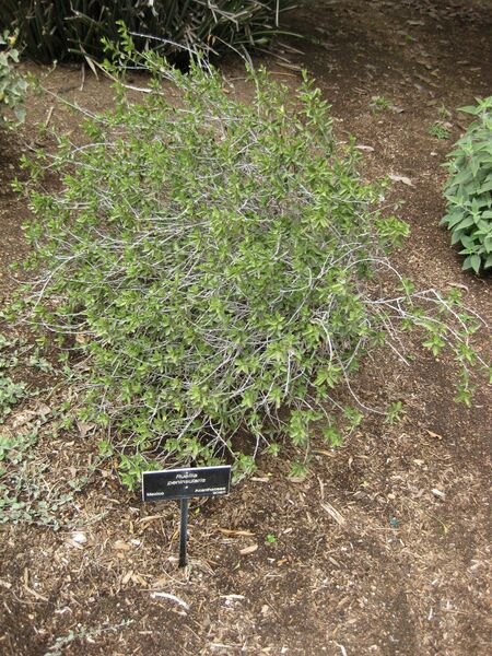 File:IMG 5076 hunt0904.jpg