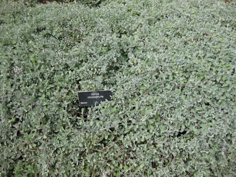 File:IMG 5077 hunt0904.jpg