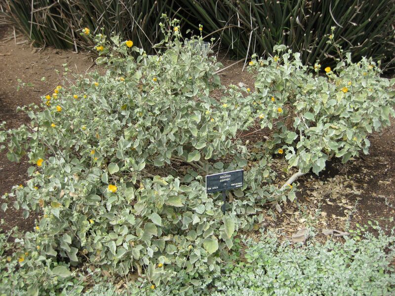 File:IMG 5078 hunt0904.jpg