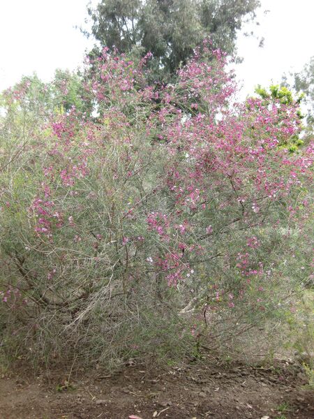 File:IMG 5081 hunt0904.jpg